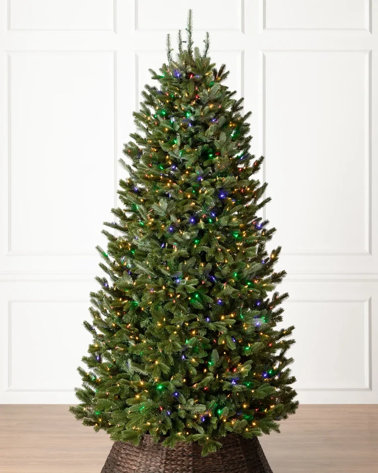 🔥kukelife🔥BH Fraser Fir?? Narrow Tree
