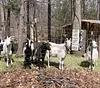 Goat"Like Someone Left The Gate Open"  - Vintage Metal Signs(8*12Inch/12*16Inch) - Farm