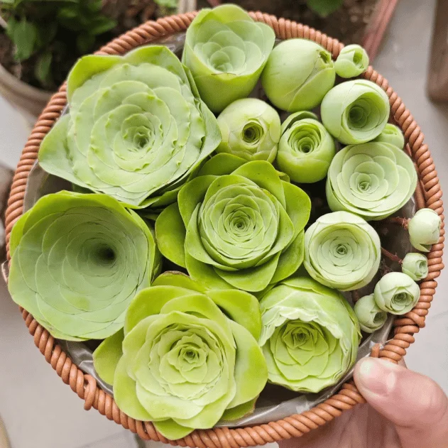 🌱🌹Mountain Rose: Beauty That Never Fades. Even for Newbie Blades!🌺