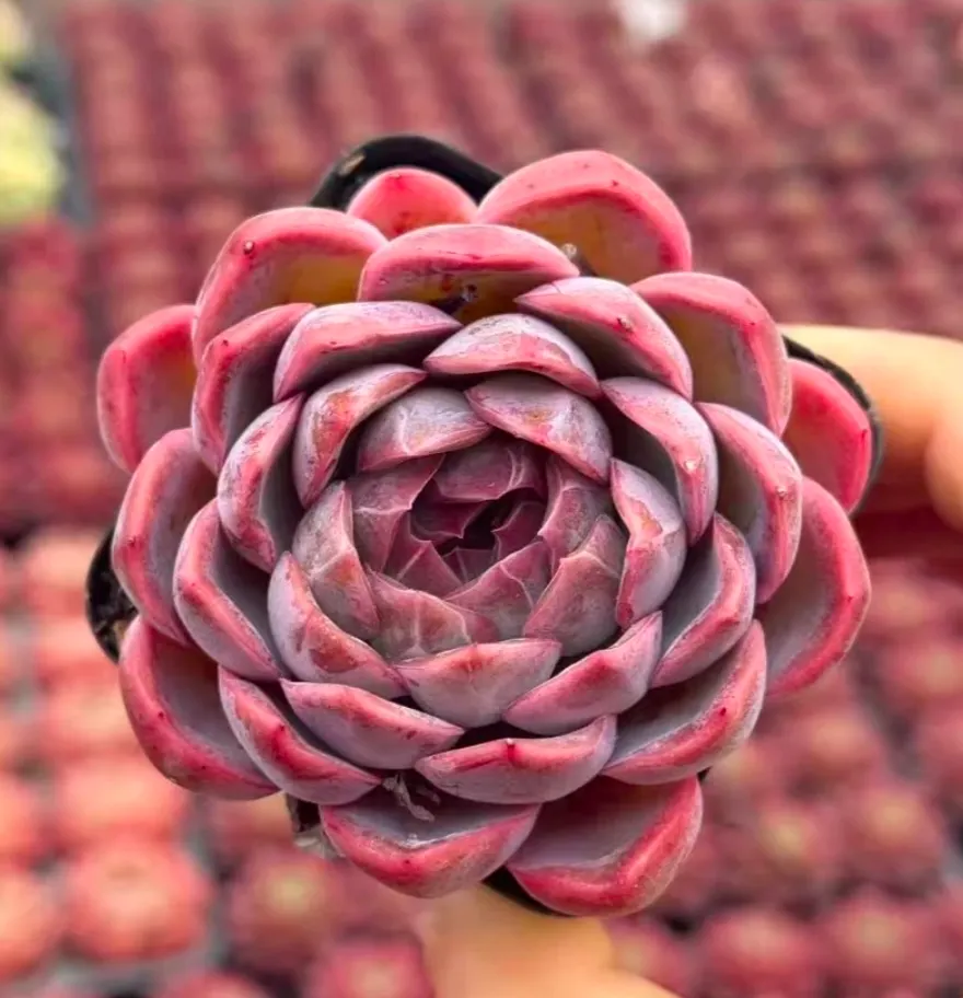 plant Aeonium Echeveria Haworthia  Caudex  Lithops Cactus  Agave 