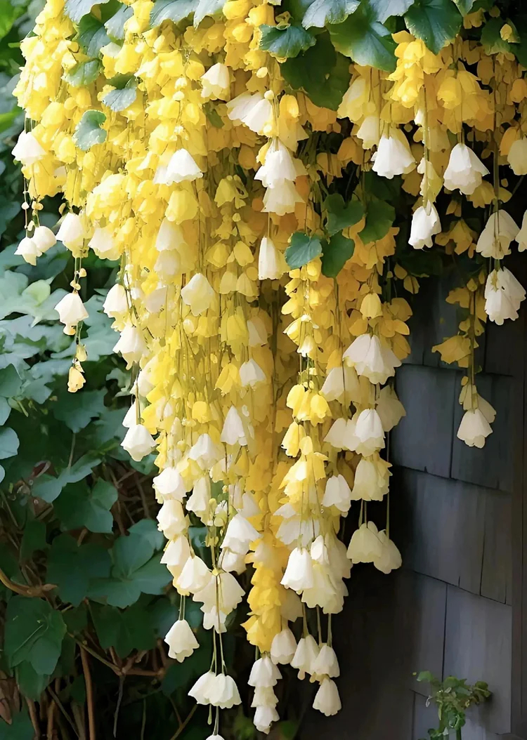 Weeping Begonia Seeds-Malus halliana