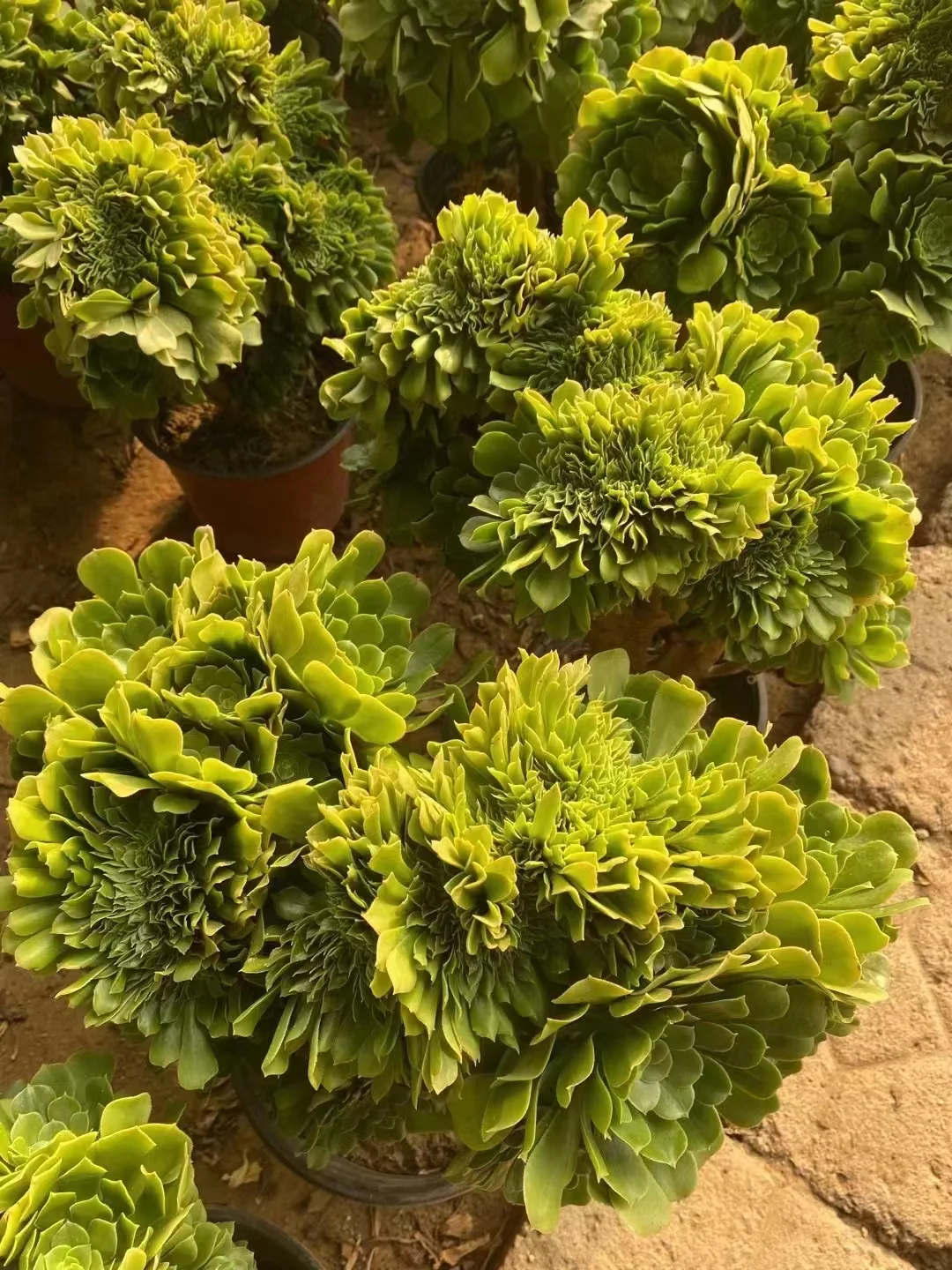 169.  Green cashmere crested cutting 6cm/ Aeonium / Succulent plants / Garden landscape / Carefully select healthy plants