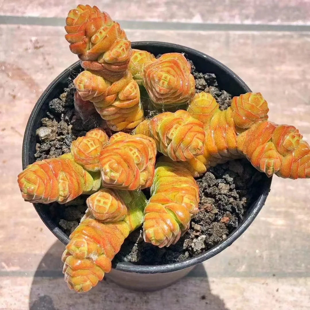 plant Aeonium Echeveria Haworthia  Caudex  Lithops Cactus  Agave 