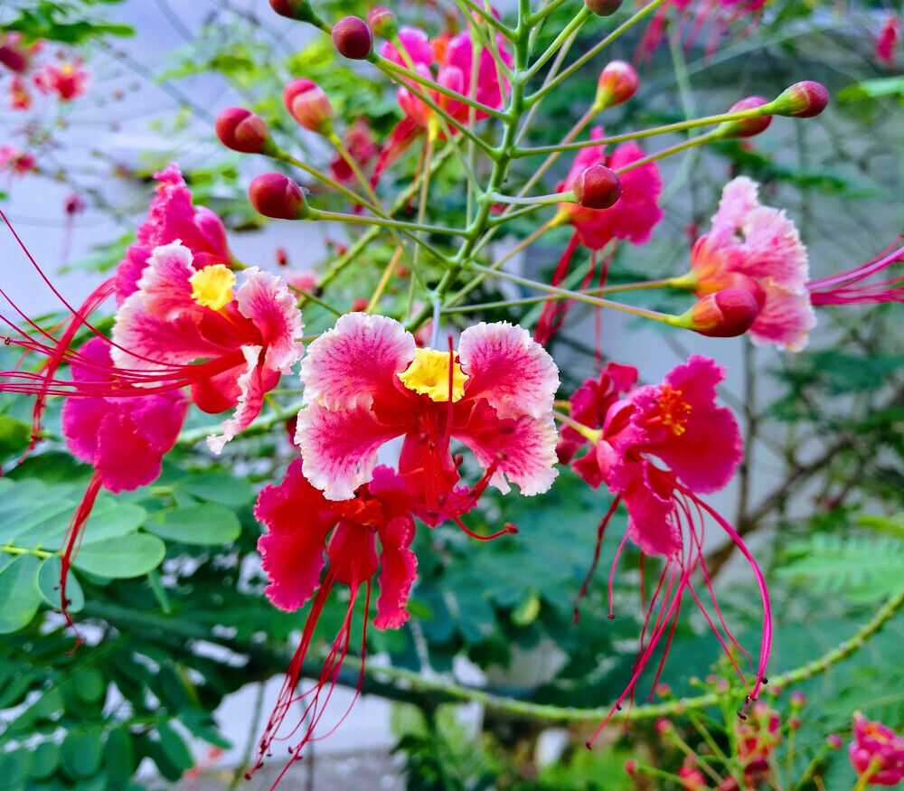 Caesalpinia Pulcherrima Pink Peacock Flower Seeds 100% Fresh Jonyparkseed®