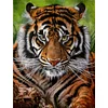 (Big Size)Tiger - 11CT Stamped Cross Stitch - 45*60cm - Animal