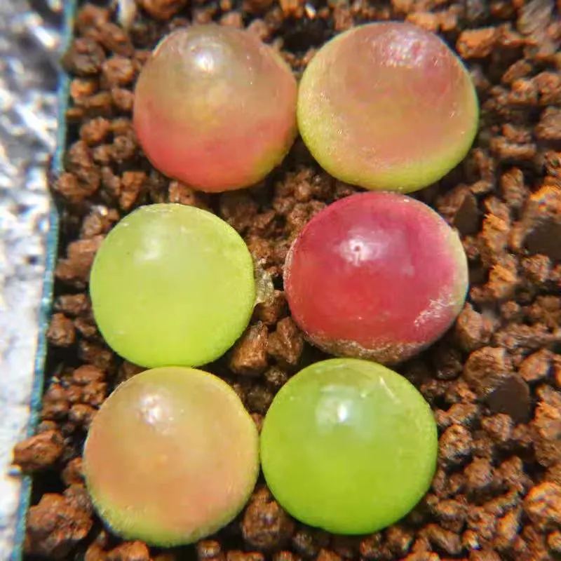 plant Aeonium Echeveria Haworthia  Caudex  Lithops Cactus  Agave 