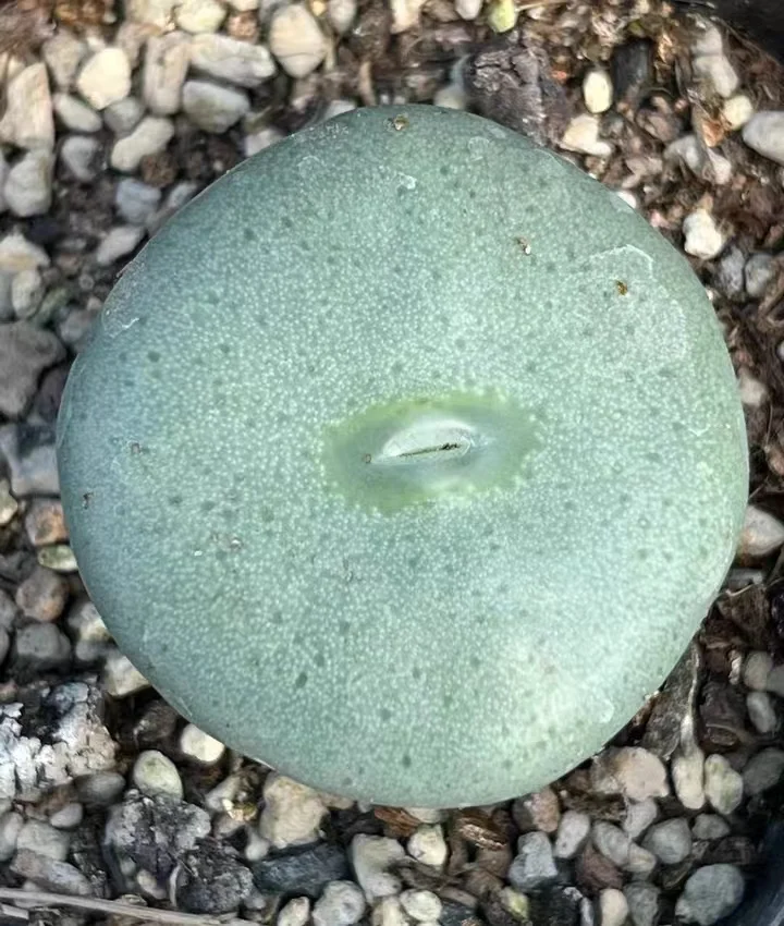 plant Aeonium Echeveria Haworthia  Caudex  Lithops Cactus  Agave 