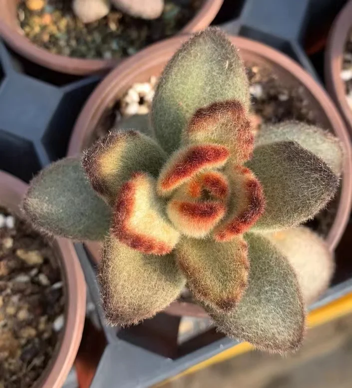 plant Aeonium Echeveria Haworthia  Caudex  Lithops Cactus  Agave 