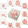 Brain Slice Acrylic Coasters Table Mats Party Favors