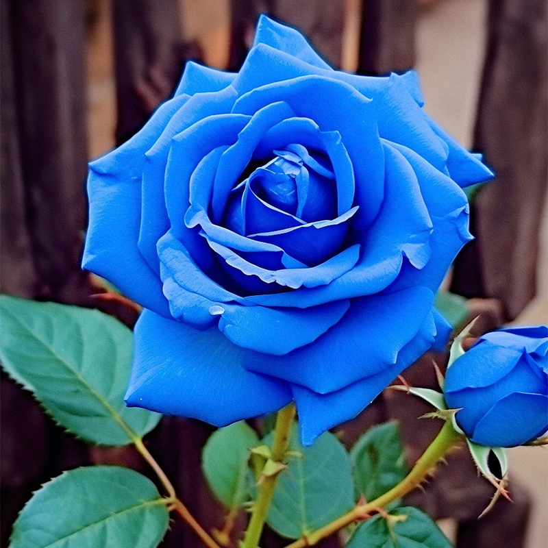 Rare Klein Blue Fairy Rose Seeds