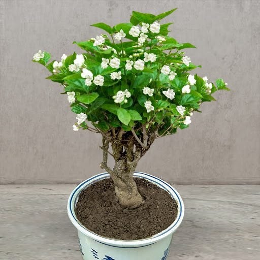 Pure White Jasmine Flower Seeds - High Germination Fast Grow Easy To Planting Jonyparkseed®