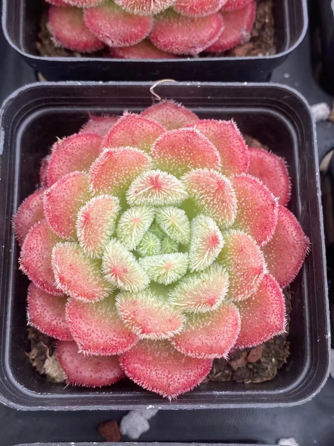 plant Aeonium Echeveria Haworthia  Caudex  Lithops Cactus  Agave 