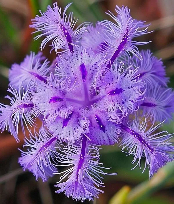 🌺 BEAUTIFUL PASSIONFLOWER SEEDS 🌿