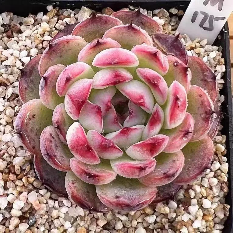466.Echeveria Marcel Single head and cluster/ Echeveria / Succulent plants / Garden landscape / Carefully select healthy plants
