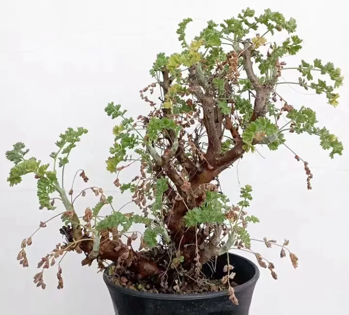 plant Aeonium Echeveria Haworthia  Caudex  Lithops Cactus  Agave 