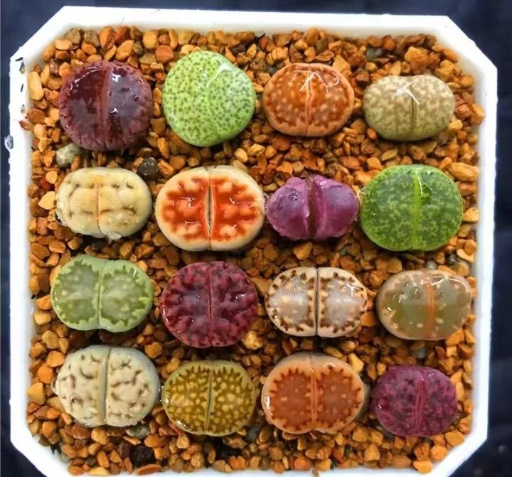 plant Aeonium Echeveria Haworthia  Caudex  Lithops Cactus  Agave 