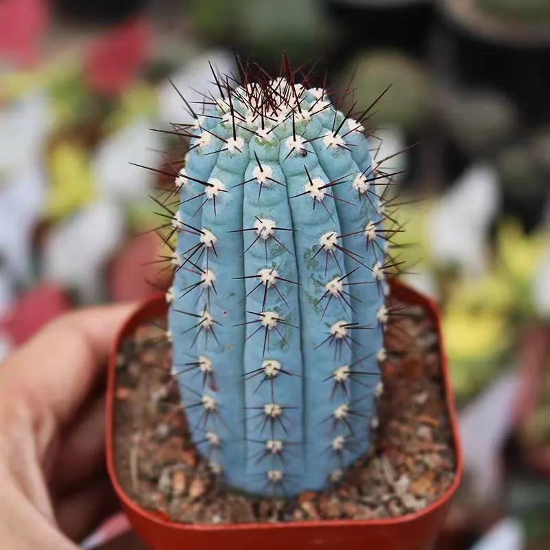 plant Aeonium Echeveria Haworthia  Caudex  Lithops Cactus  Agave 