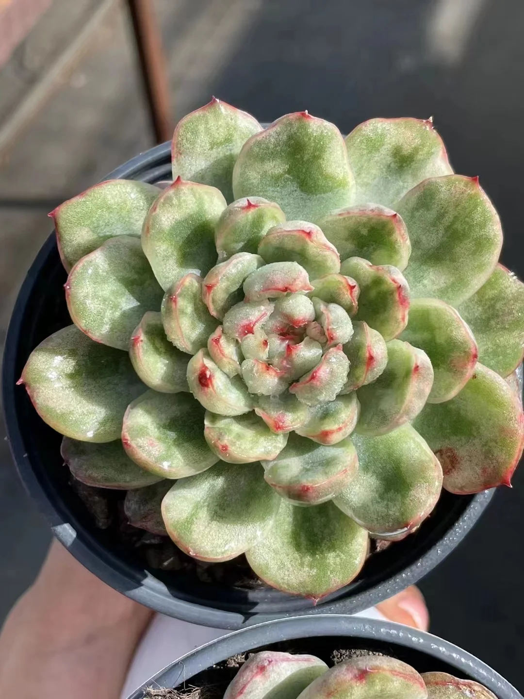 698 .   Ice angel brocade  single head 5-6 cm / Echeveria / Succulent plants / Garden landscape / Carefully select healthy plants