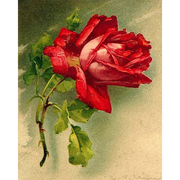 Rose - Paint By Numbers(40*50cm)