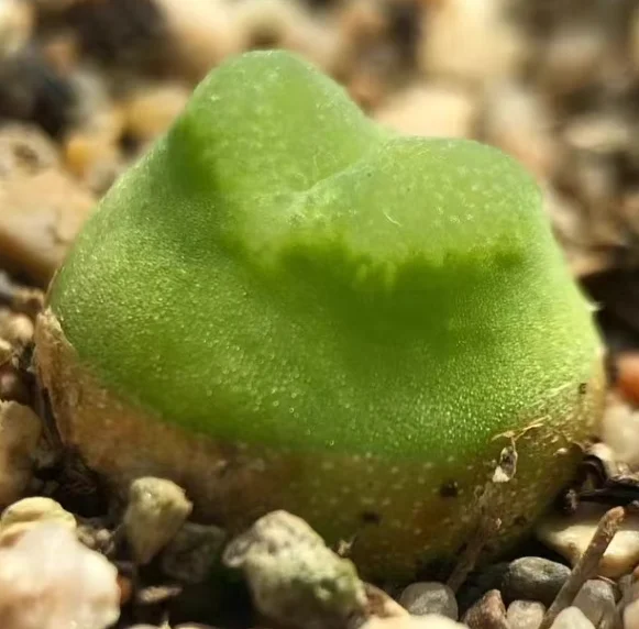 plant Aeonium Echeveria Haworthia  Caudex  Lithops Cactus  Agave 