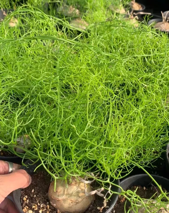 plant Aeonium Echeveria Haworthia  Caudex  Lithops Cactus  Agave 