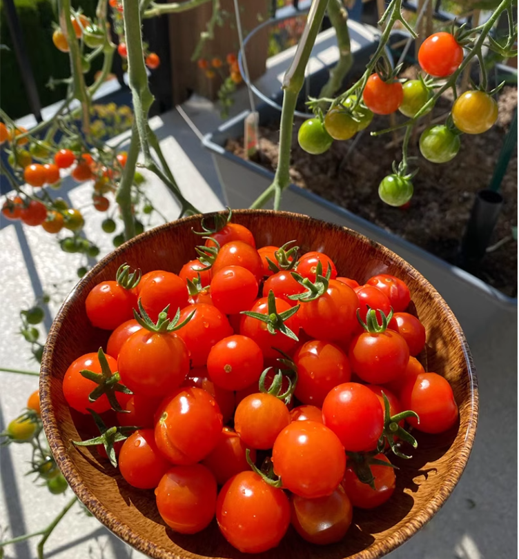 Colorful Dwarf Tomatoes-Four Seasons Potted Plants