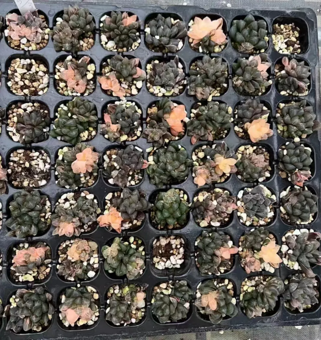 plant Aeonium Echeveria Haworthia  Caudex  Lithops Cactus  Agave 