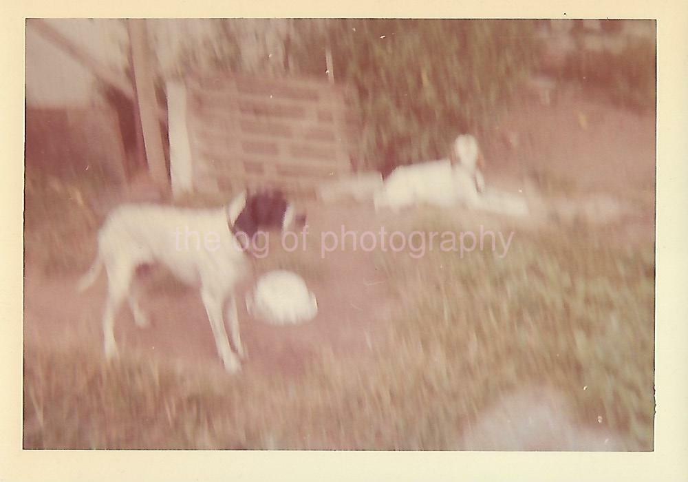 Blurry Dogs FOUND Photo Poster paintingGRAPH ColorOriginal Snapshot VINTAGE 09 5