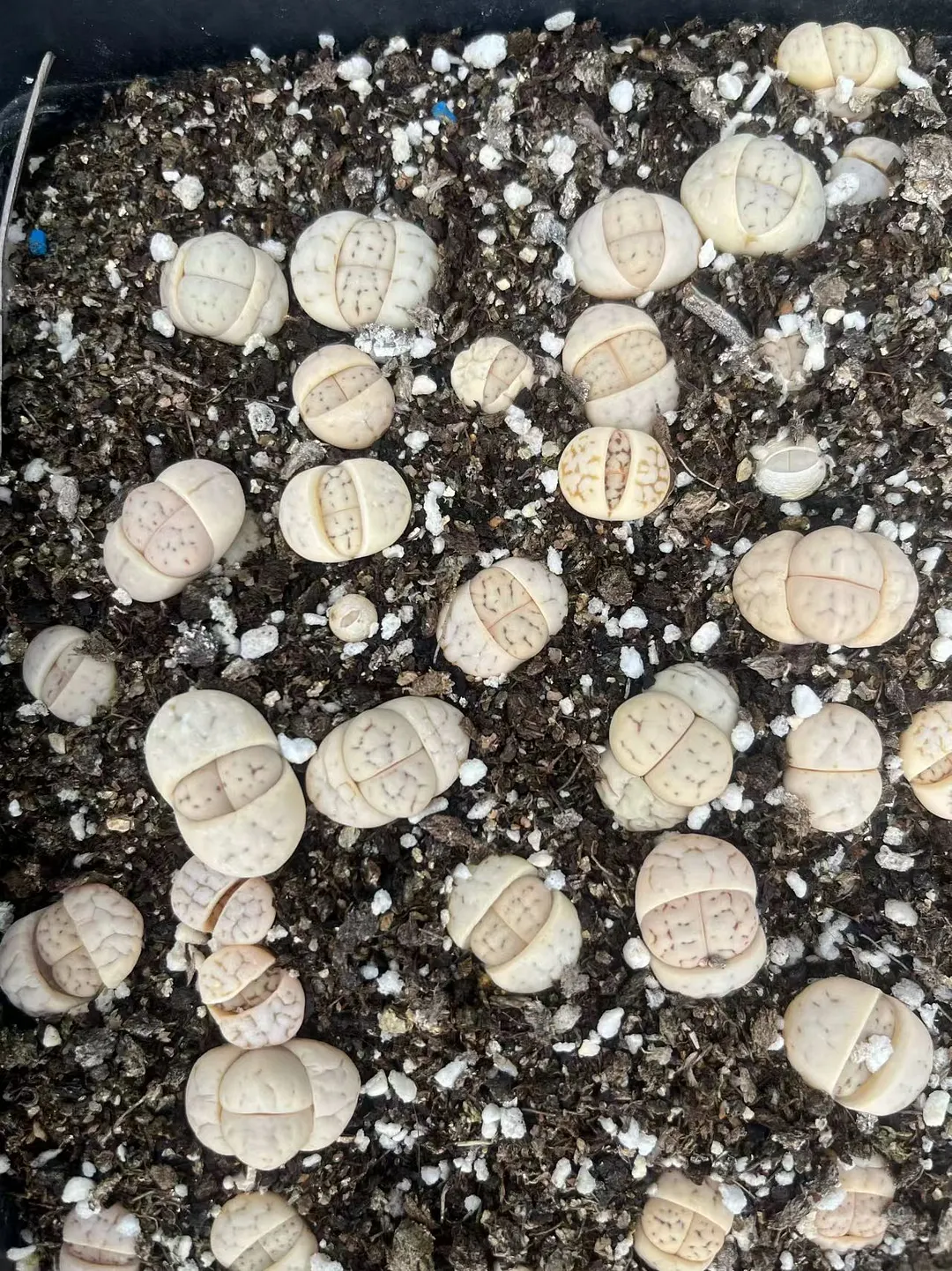 plant Aeonium Echeveria Haworthia  Caudex  Lithops Cactus  Agave 