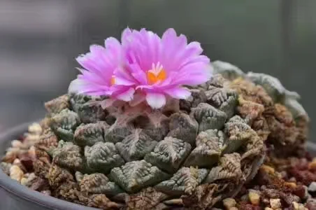 672.  Ariocarpus retusus Scheidw.   cutting  /Cactus plants  / Succulent plants/Garden landscape / Carefully select healthy plants