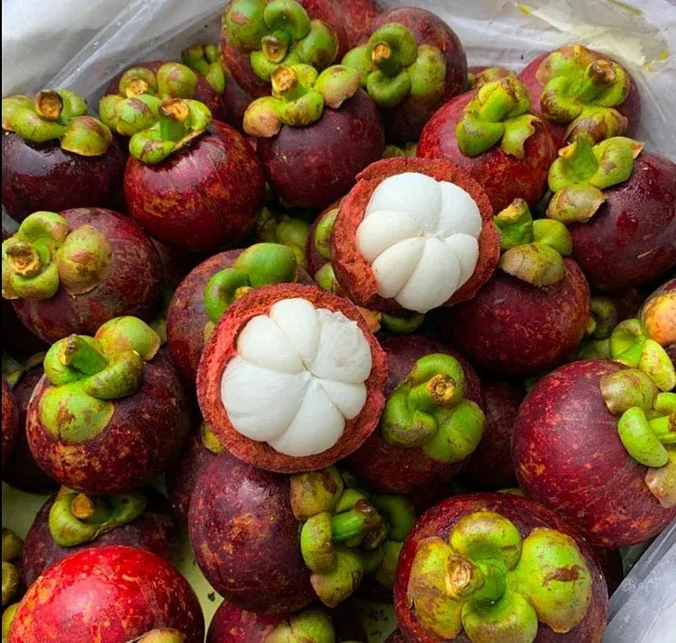 ✨Mangosteen – High yield, sweet and juicy flesh! ✨