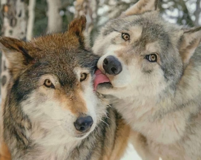 

Cute Wolves – Paint By Numbers - 40*50CM, 501 Original