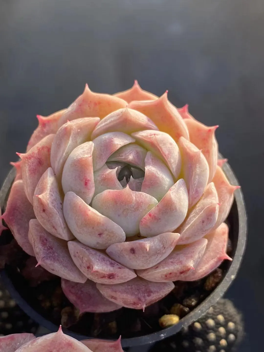 plant Aeonium Echeveria Haworthia  Caudex  Lithops Cactus  Agave 