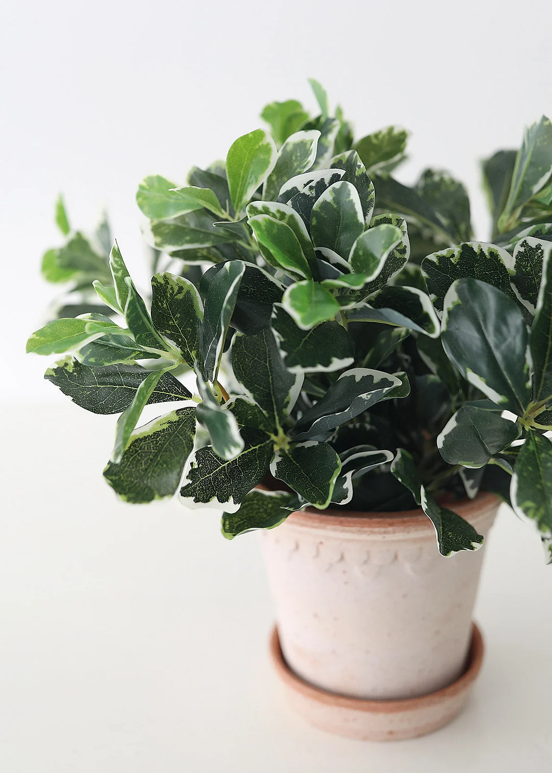 UV Protected Indoor/Outdoor Baby Schefflera - 16.5"