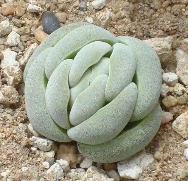 plant Aeonium Echeveria Haworthia  Caudex  Lithops Cactus  Agave 