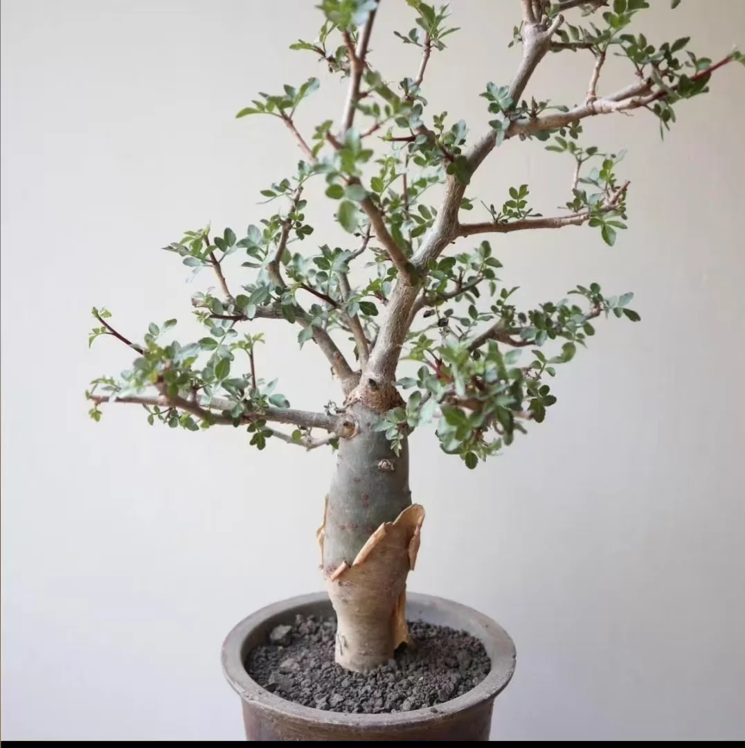 plant Aeonium Echeveria Haworthia  Caudex  Lithops Cactus  Agave 