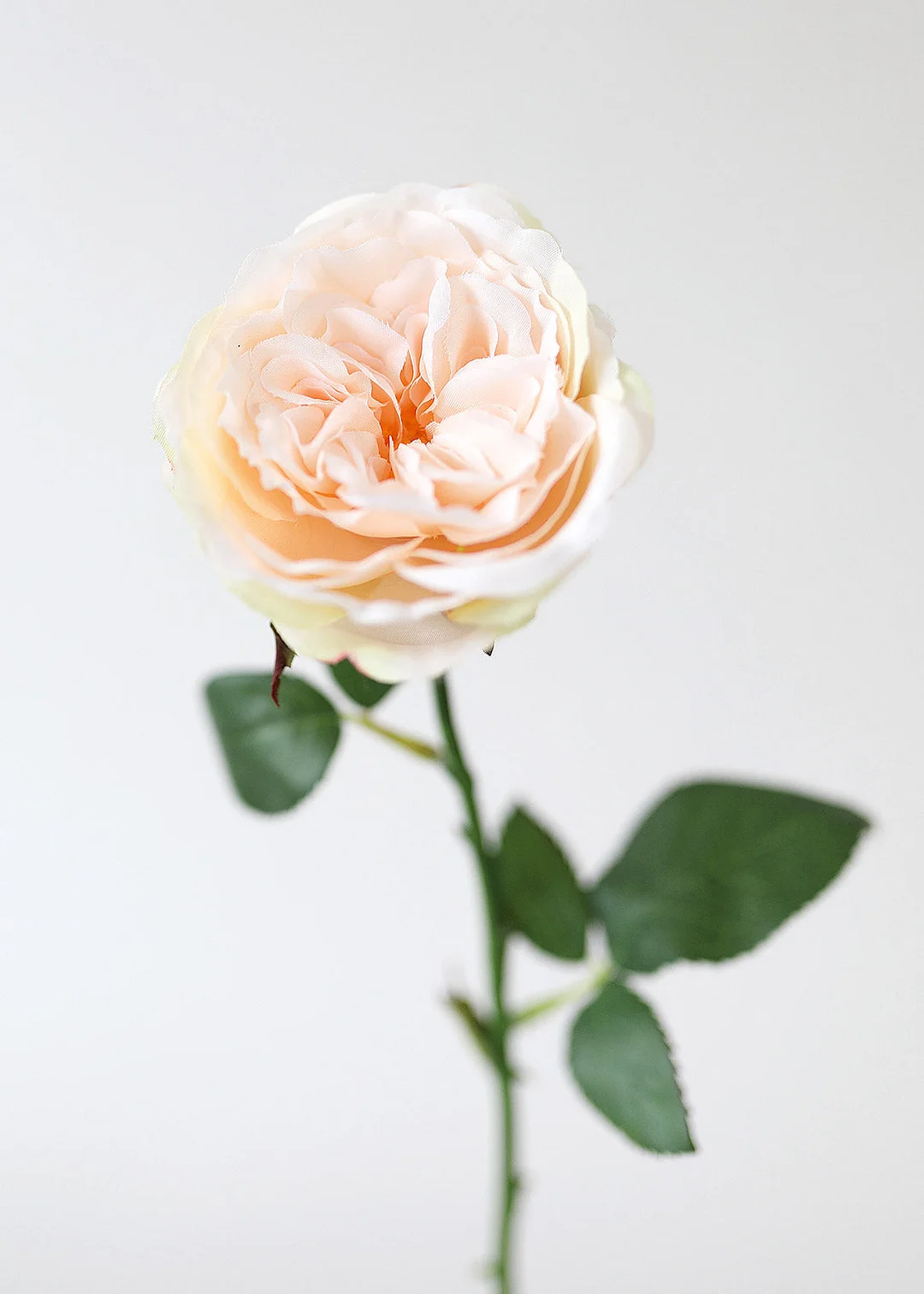 Peach Artificial English Cabbage Rose - 20.5"