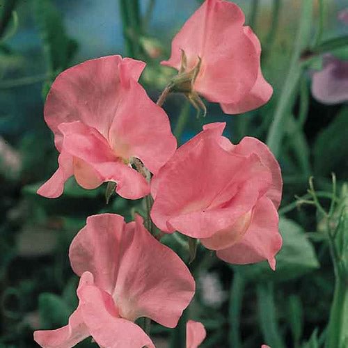 Mrs. R. Bolton Sweet Pea Seeds