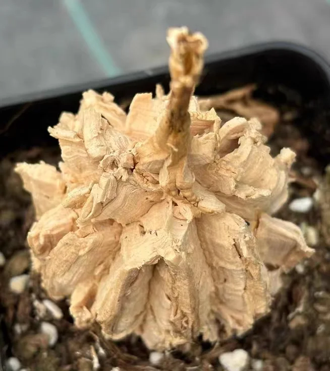 plant Aeonium Echeveria Haworthia  Caudex  Lithops Cactus  Agave 