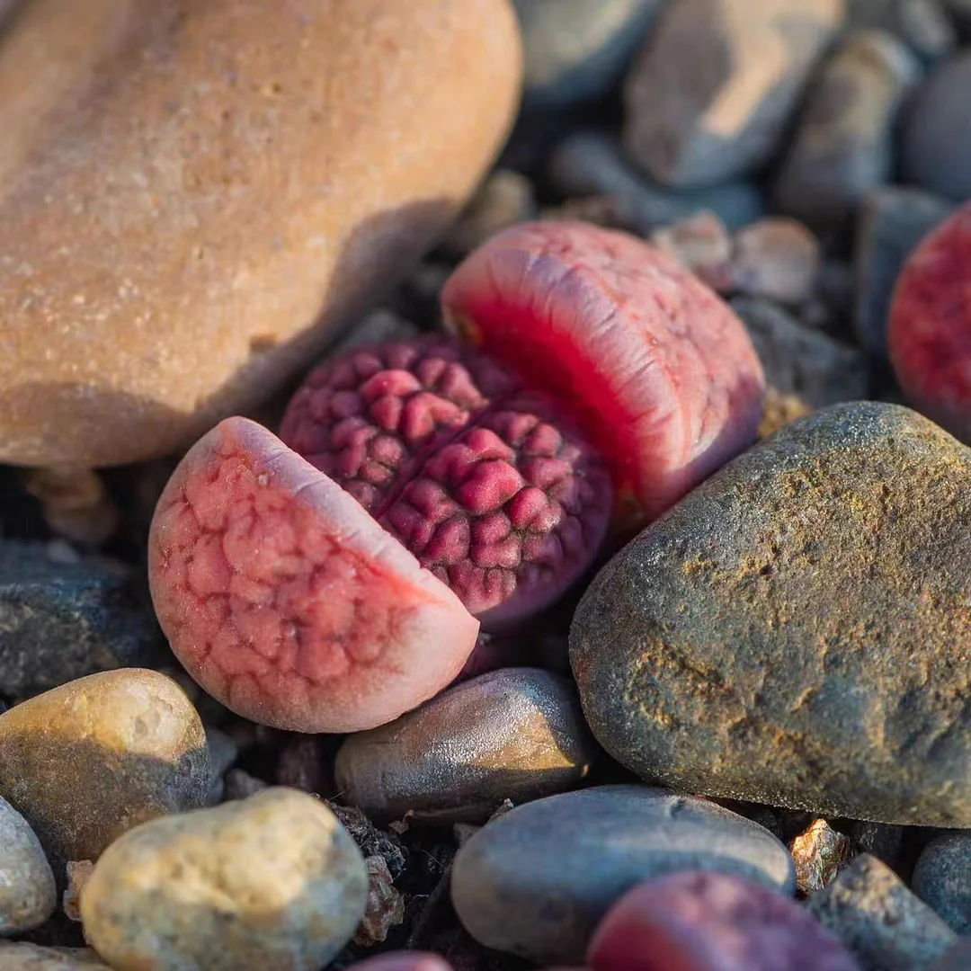 plant Aeonium Echeveria Haworthia  Caudex  Lithops Cactus  Agave 