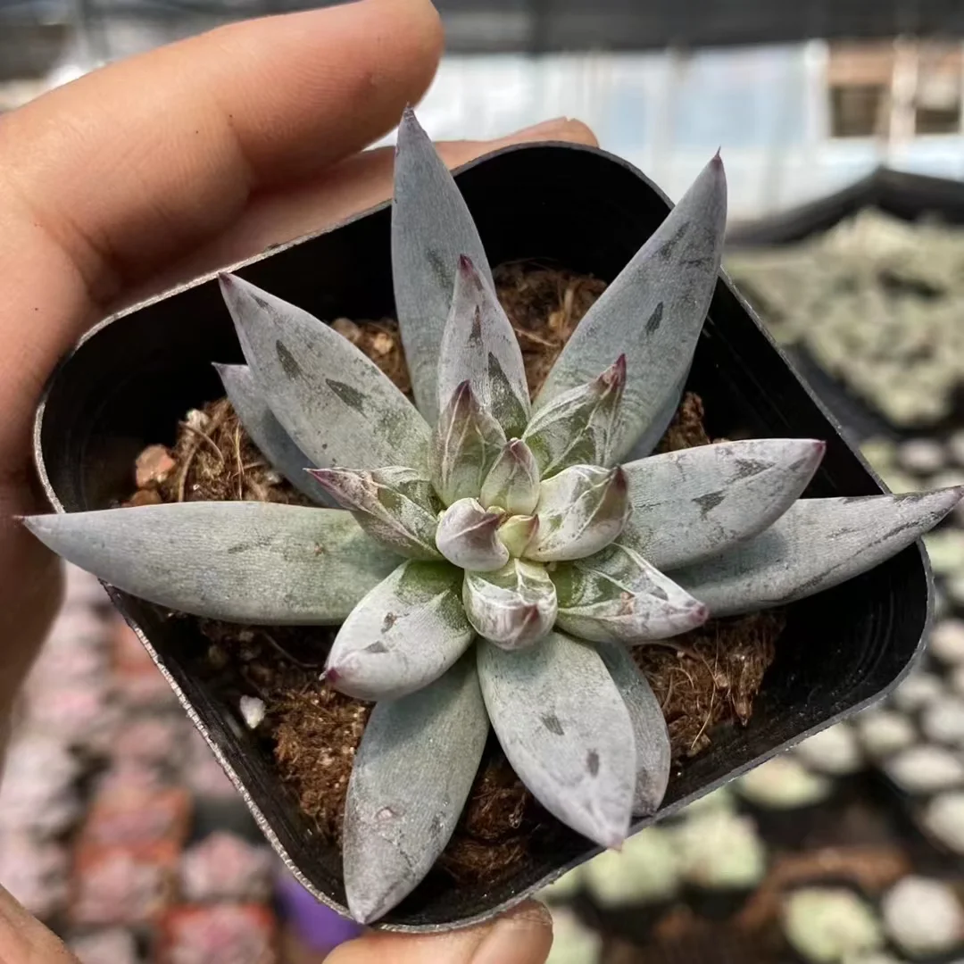 plant Aeonium Echeveria Haworthia  Caudex  Lithops Cactus  Agave 