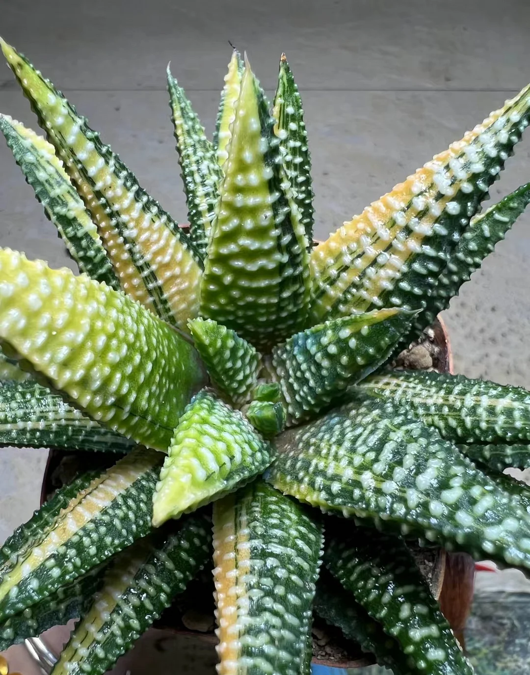 plant Aeonium Echeveria Haworthia  Caudex  Lithops Cactus  Agave 