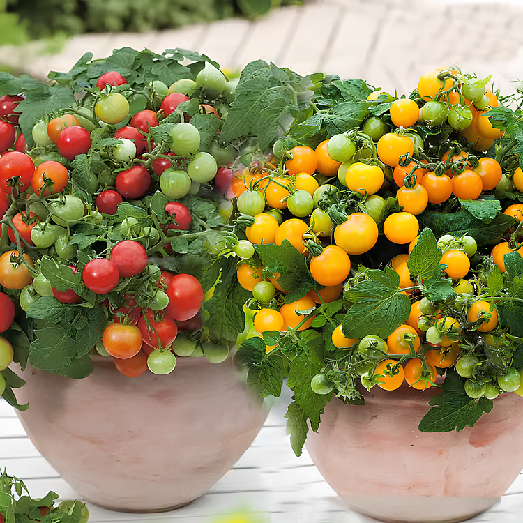 Dwarf Cherry Tomato Seeds