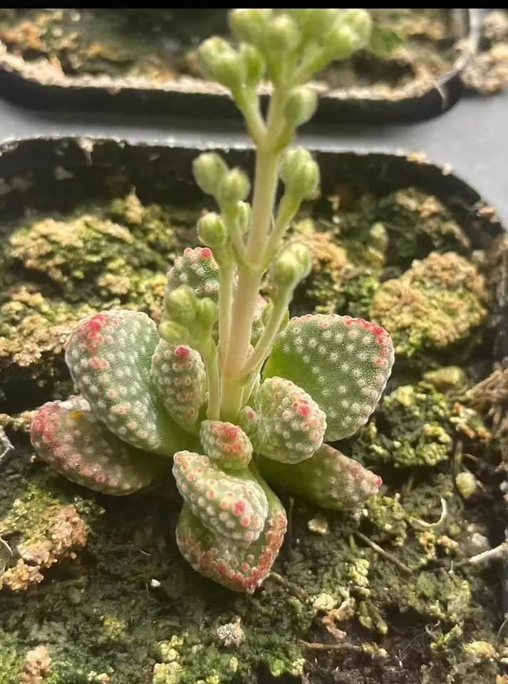 plant Aeonium Echeveria Haworthia  Caudex  Lithops Cactus  Agave 