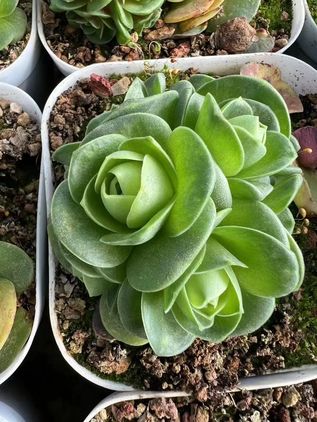 plant Aeonium Echeveria Haworthia  Caudex  Lithops Cactus  Agave 