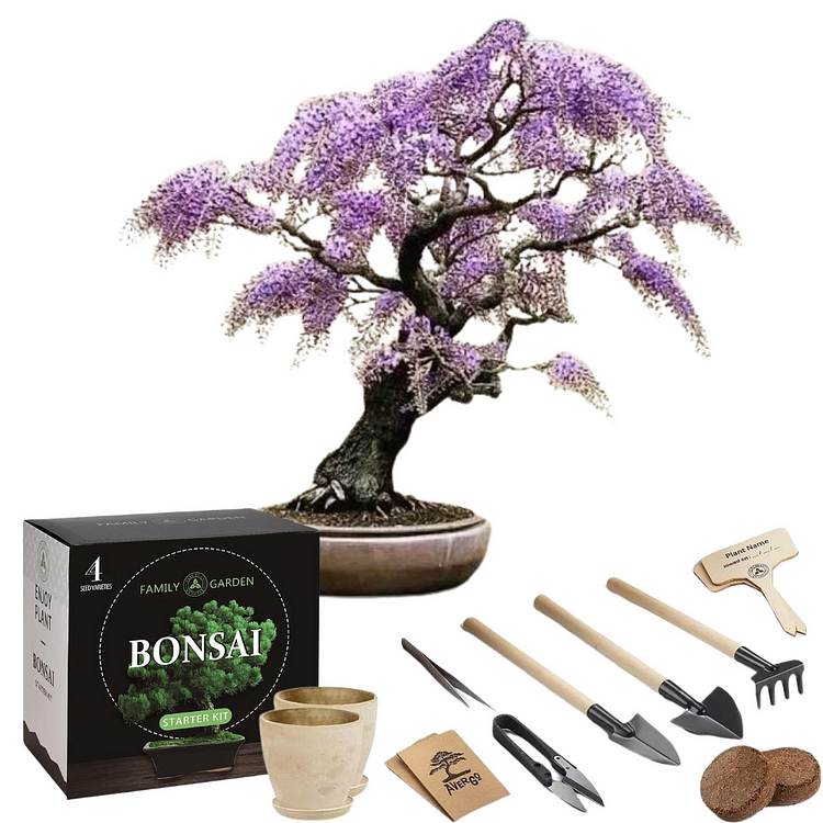 Wisteria Bonsai Tree Seeds Complete Bonsai Starter Kit 
