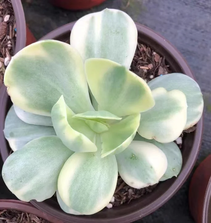 plant Aeonium Echeveria Haworthia  Caudex  Lithops Cactus  Agave 