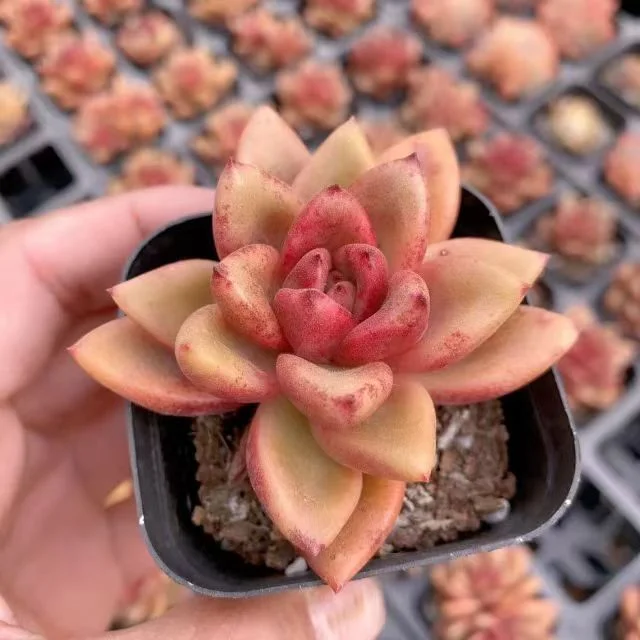 plant Aeonium Echeveria Haworthia  Caudex  Lithops Cactus  Agave 