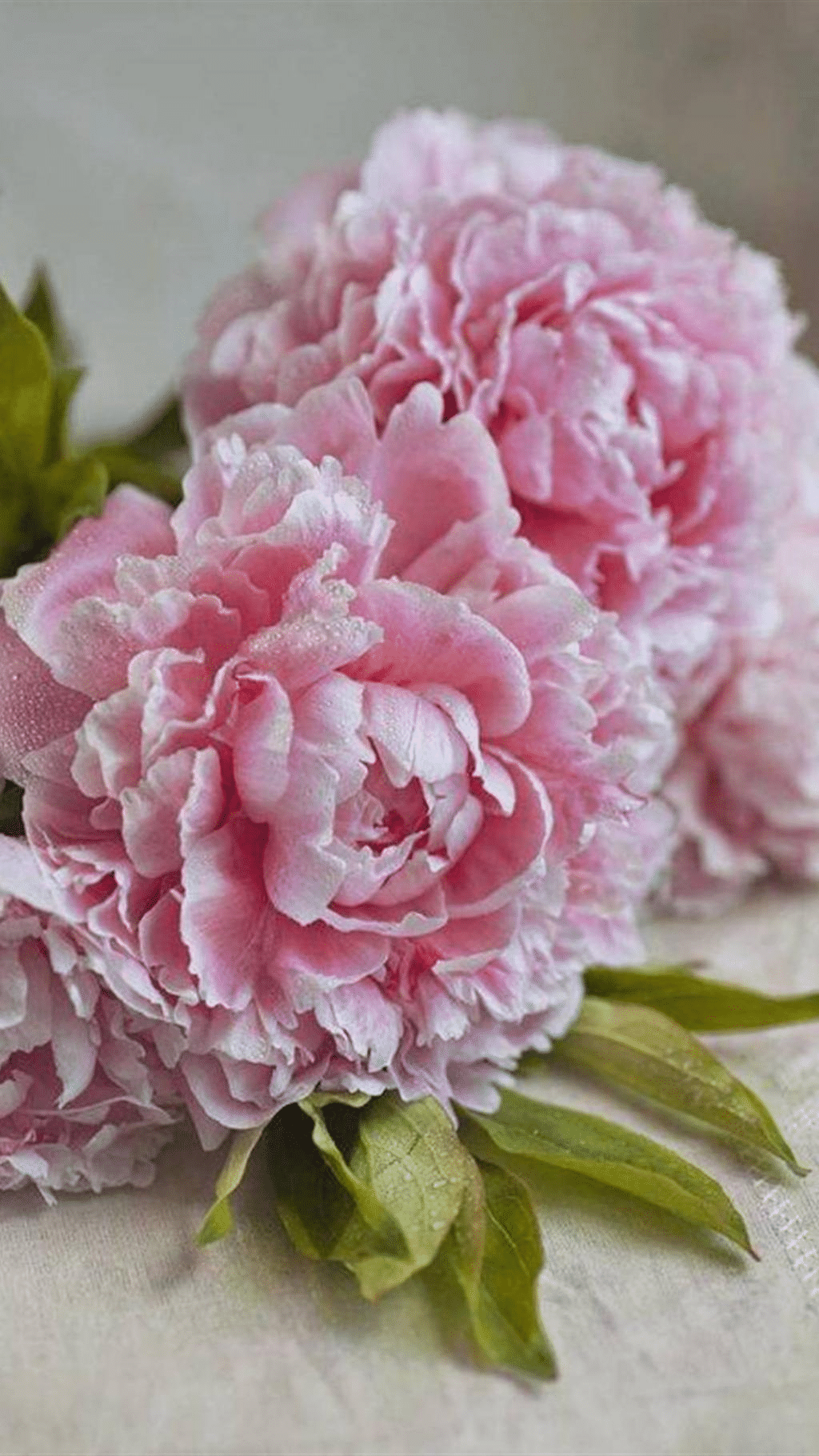 10Pcs Chinese Peony Flower Seeds Perennial Paeonia Suffruticosa Bonsai Plants Home Garden