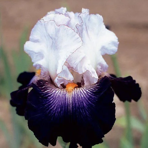 Multi-Varieties Iris Seeds, Heirloom Iris, 50pcs/pack